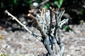 Pruning (1)