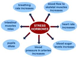 stress hormones